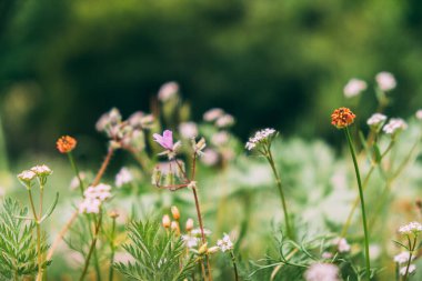 Yaban çiçeklerini yakından çek. Doğal hafif arka plan. Odaklanma. Çizim konsepti, duvar kağıdı.