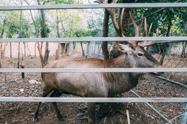 Hayvanat bahçesindeki geyik çitin arkasından dışarı bakar.