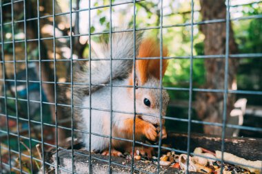 Kafesin arkasındaki sincap tohumları yiyor. Yan görünüm