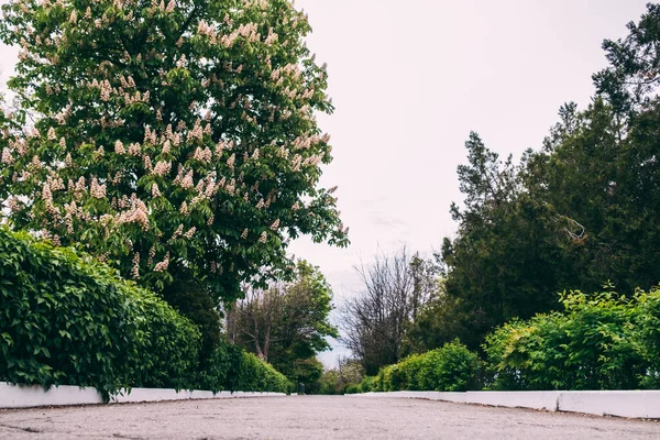 Yol kenarındaki parkta çiçek açan kestane ağacı