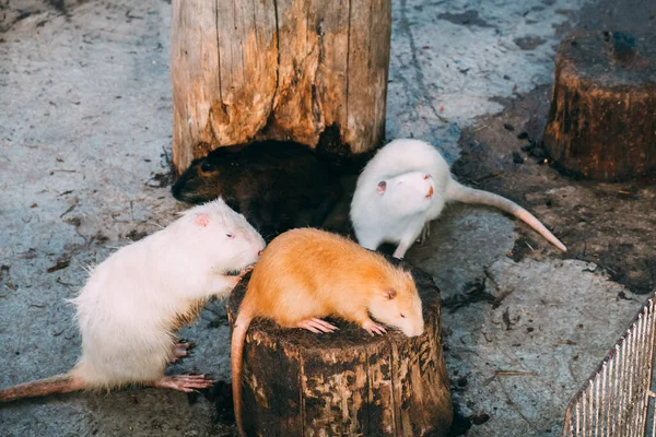 Muskrat Vilar Sig Muskrat Sniffar Ännu Myskrat Zoo — Stockfoto