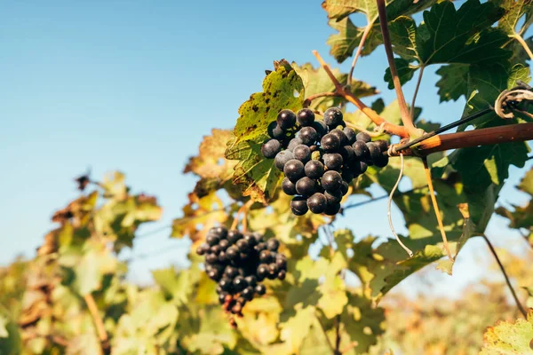 Grappolo Uva Maturo Tra Foglie Sole Autunno — Foto Stock