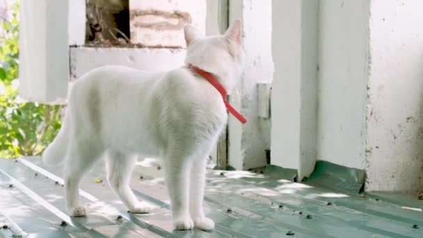 Cute curious white cat in a red collar on roof. Portrait of a cat. — Stock Video