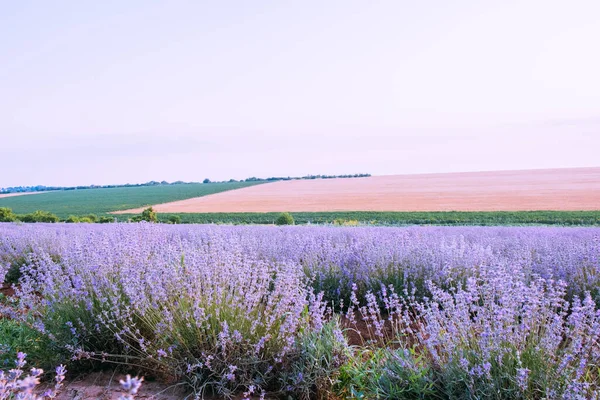 Champ de lavande au soleil. Belle image d'un champ de lavande — Photo