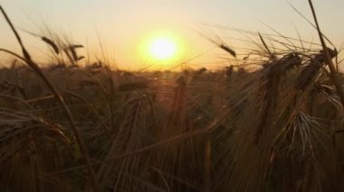 Gün batımında yakın plan çekimde buğday kulakları. Tarım konsepti. Büyük bir buğday tarlasında yürüyorum. Tarlada buğday hasadı.