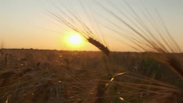 Západ Slunce Pšeničném Poli Krásná Krajina Západu Slunce Pohyb Zblízka — Stock video