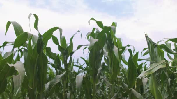 Молоде Кукурудзяне Поле Кукурудзяне Листя Ширяє Вітрі Проти Блакитного Хмарного — стокове відео
