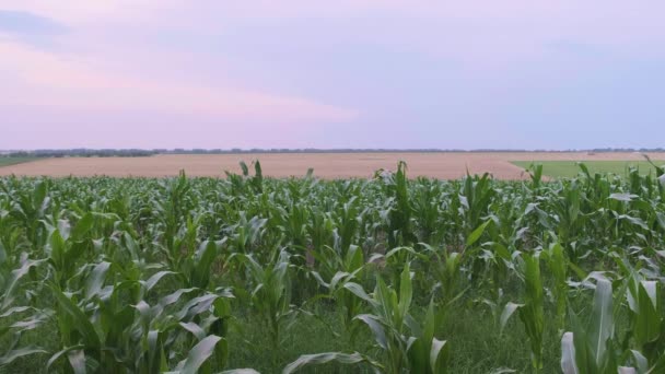 夏の夜に空に対するトウモロコシ畑 背景には 遠くにある小麦畑とコンバイン ハーベスター — ストック動画