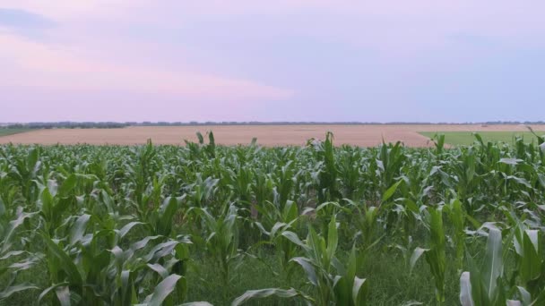 Champ Maïs Contre Ciel Soir Été Arrière Plan Champ Blé — Video