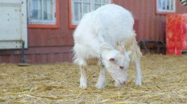 Küçük beyaz bir keçi çiftlikte dolaşıyor ve samanlıkta bir şey arıyor. Annesi yanına geliyor ve birlikte yürüyorlar. Arka planda kahverengi bir keçi yürüyor..