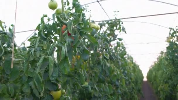 Overview Tomato Greenhouse Rows Growing Pink Tomatoes — Stock Video