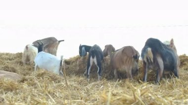 Farklı renkte keçiler çiftlikte saman yerler..