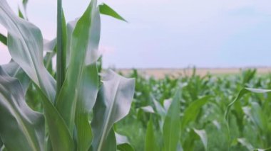 Rüzgarda savrulan taze mısır yaprakları. Yaz mısır tarlası