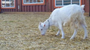 Küçük seçkin bir keçi çiftliğin etrafında yürüyor, saman yiyor ve kulağının arkasını tırmalıyor. Arka planda çiftliğin ön yüzü var.