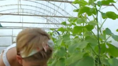 Elbiseli bir kız serada salatalık topluyor..