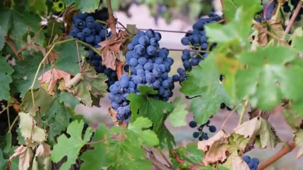 A bunch of blue wine grapes hangs from the vine. — Stock Video