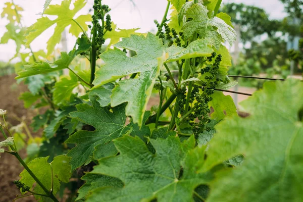 Young green grapes among the leaves are just beginning to form — Stock Photo, Image