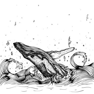 Balina denizden atlıyor.