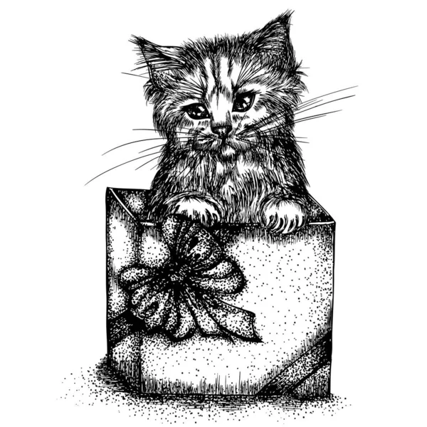 Kitten in box — Stock Vector