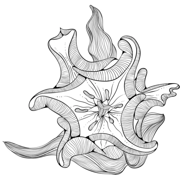 Tulipe fleur vue dessus — Image vectorielle