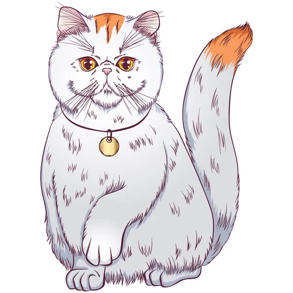 Exotic shorthair cat — Stock Vector