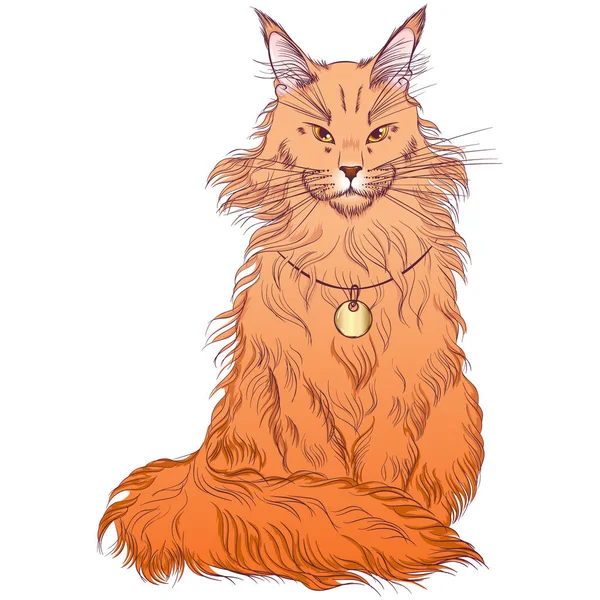 Maine Coon breed cat - Stok Vektor