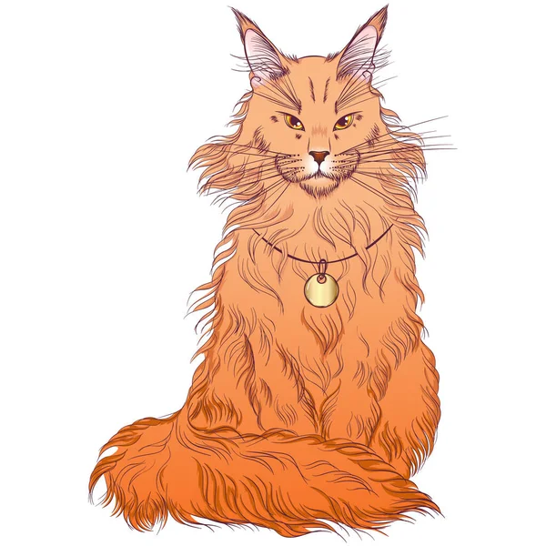 Maine Coon breed cat —  Vetores de Stock