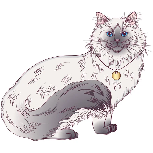 Regdoll breed cat — Stok Vektör