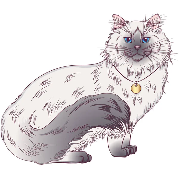 Regdoll breed cat — Wektor stockowy