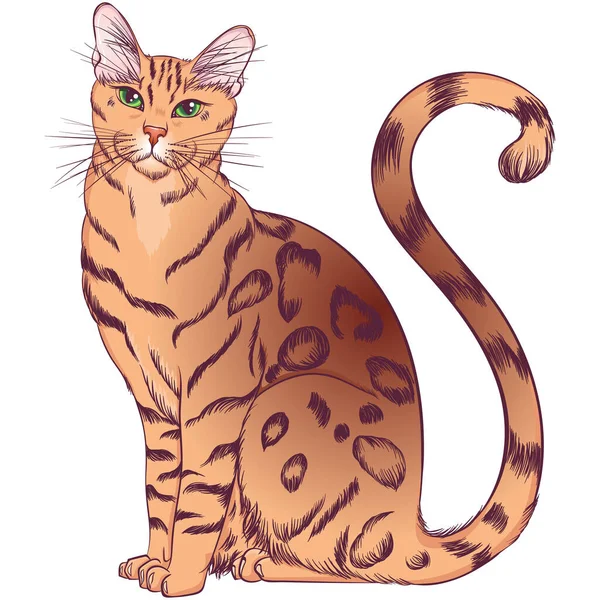 Sitting Bengal breed cat — Vettoriale Stock