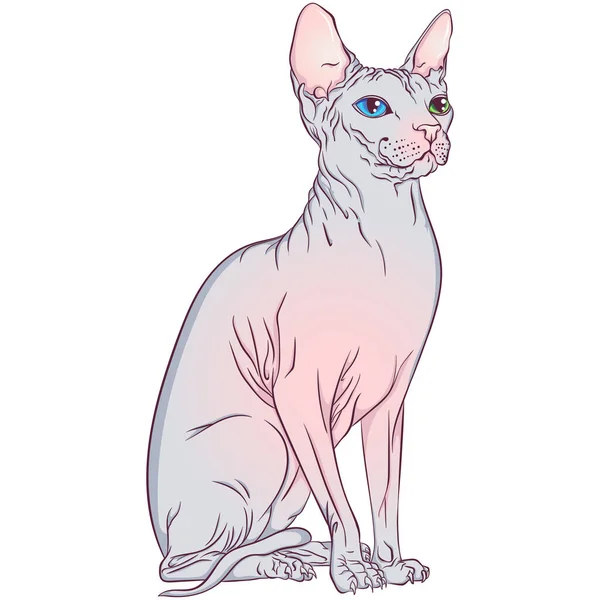 Sitting Sphynx breed cat — Stockvektor