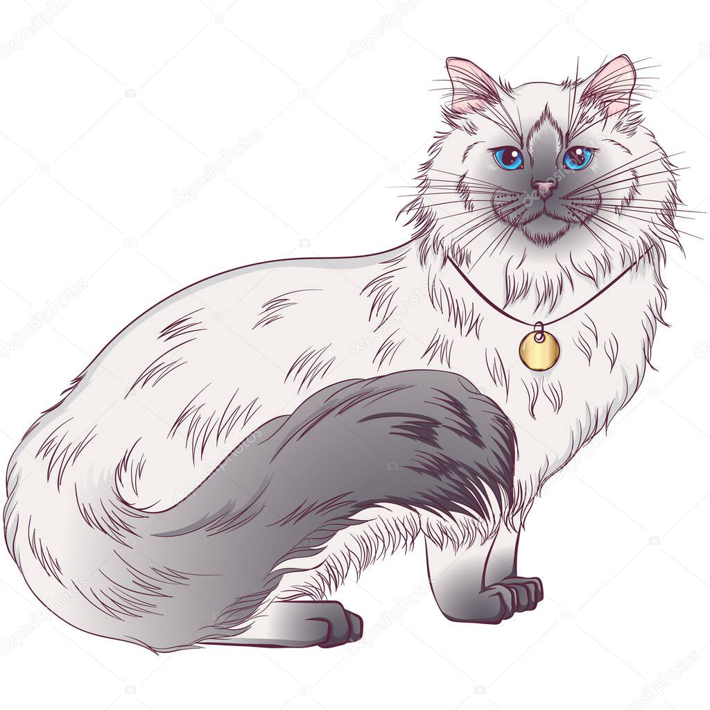 Regdoll breed cat