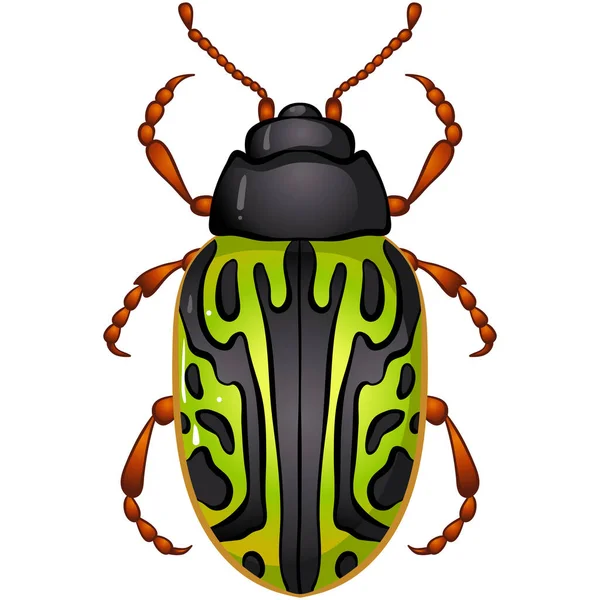 Insecte calligraphe serpentina scarabée — Image vectorielle