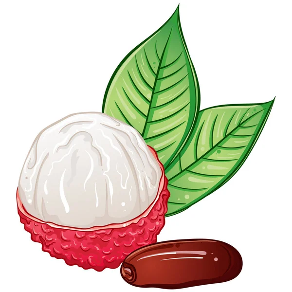Lychee berry fruit — Stock Vector