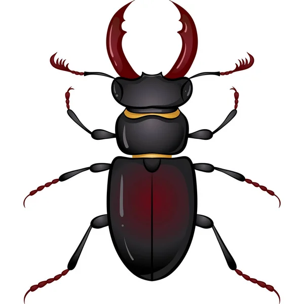 Insect stag beetle — Stock Vector