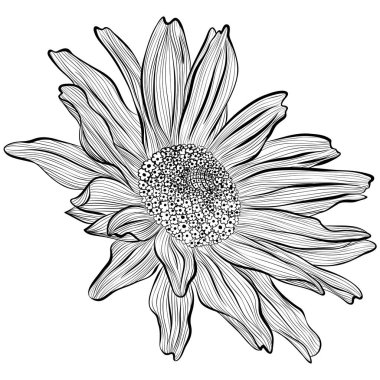 Heliopsis sanat tarzında