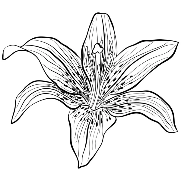 Lily ve stylu line art — Stockový vektor