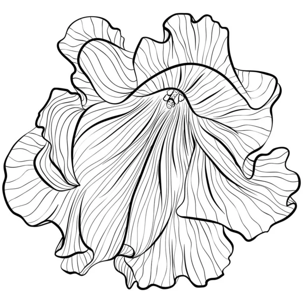 Petunias的线条艺术风格 — 图库矢量图片