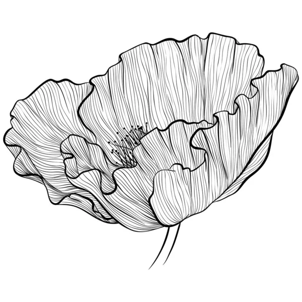 Poppy ve stylu line art — Stockový vektor