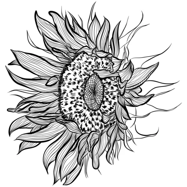 Sonnenblumen in Linie Kunststil — Stockvektor