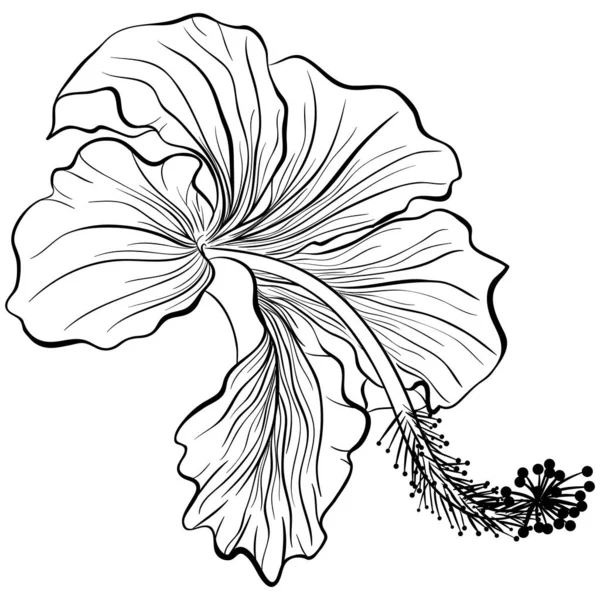 Hibiscus in line art stílus — Stock Vector