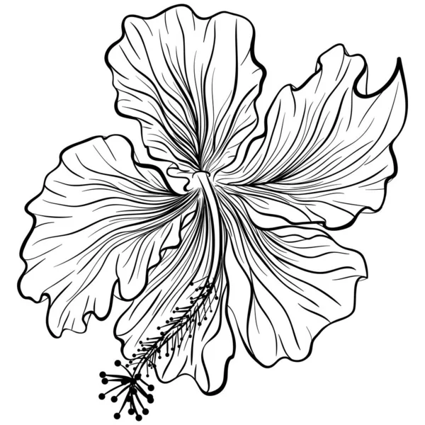 Hibiscus dans le style line art — Image vectorielle