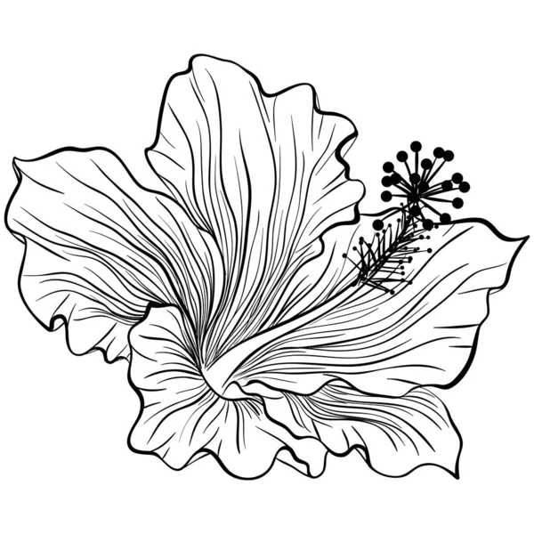 Hibiscus in line art style — Stock Vector