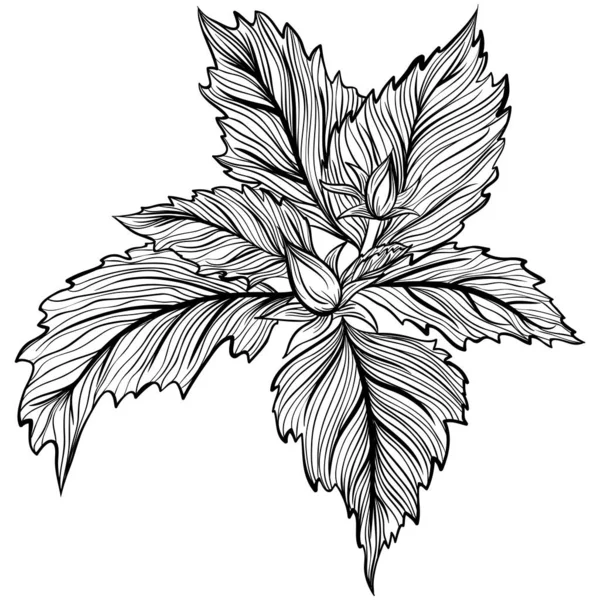 Flower leaves line art — 스톡 벡터