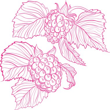 Ahududu çizim vektör