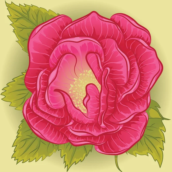 Rosa Flor Rosa — Vetor de Stock