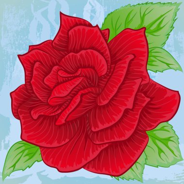 Çiçek açan parlak kırmızı gül