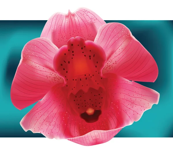 Светло-розовая орхидея — стоковый вектор