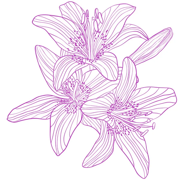 Grafische Zeichnung Strauß von Lilien — Stockvektor