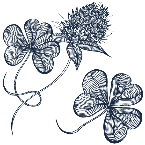 Tekening klaver bloem — Stockvector